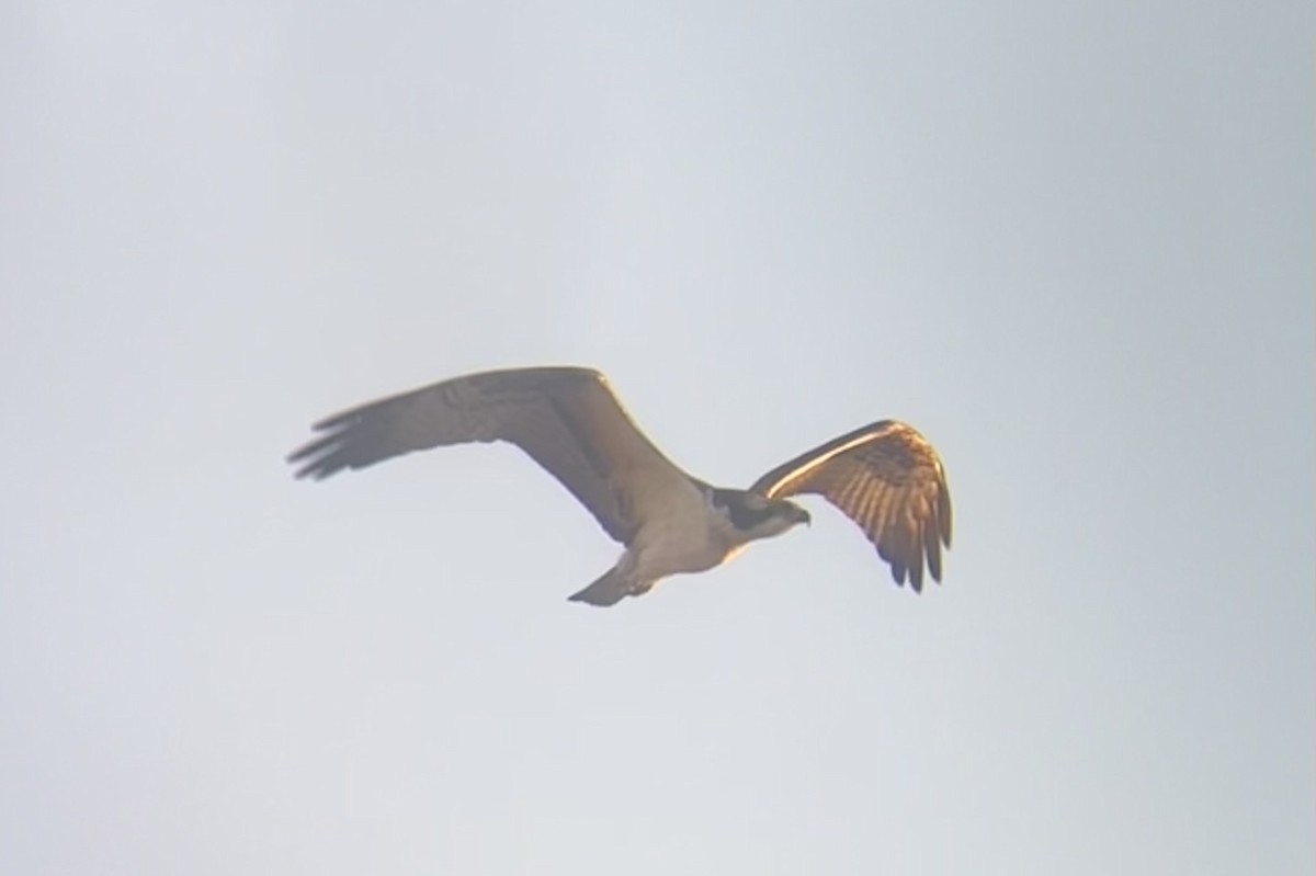 Osprey - ML624552799