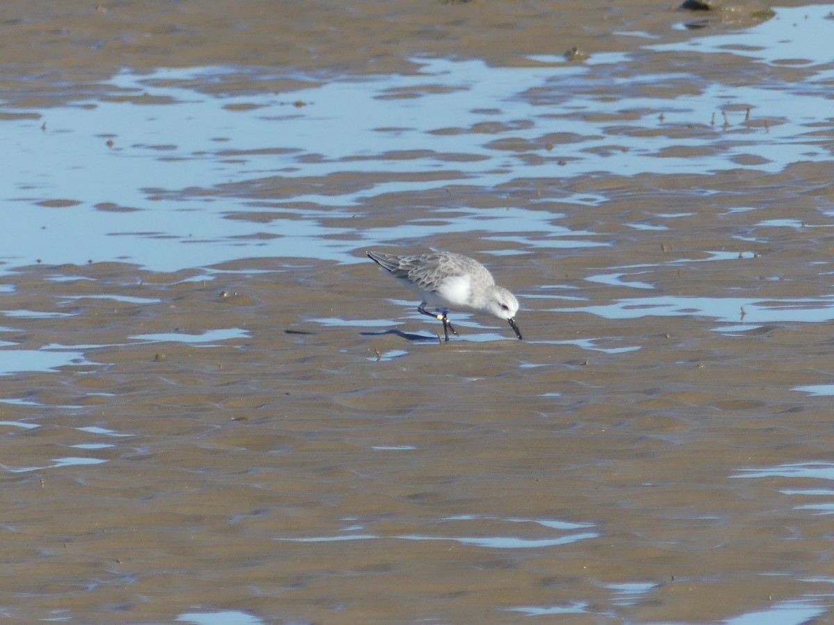 Sanderling - Juan Rodríguez Roa