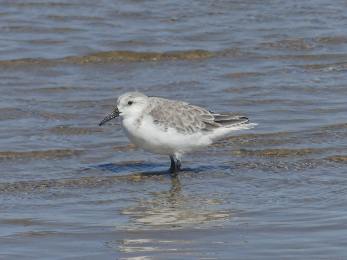 Sanderling - ML624552802