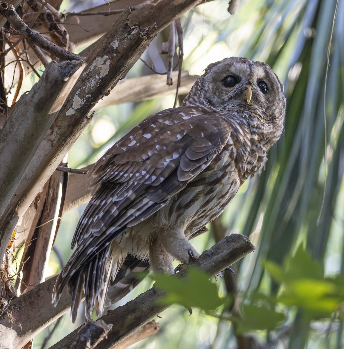 Barred Owl - ML624552803