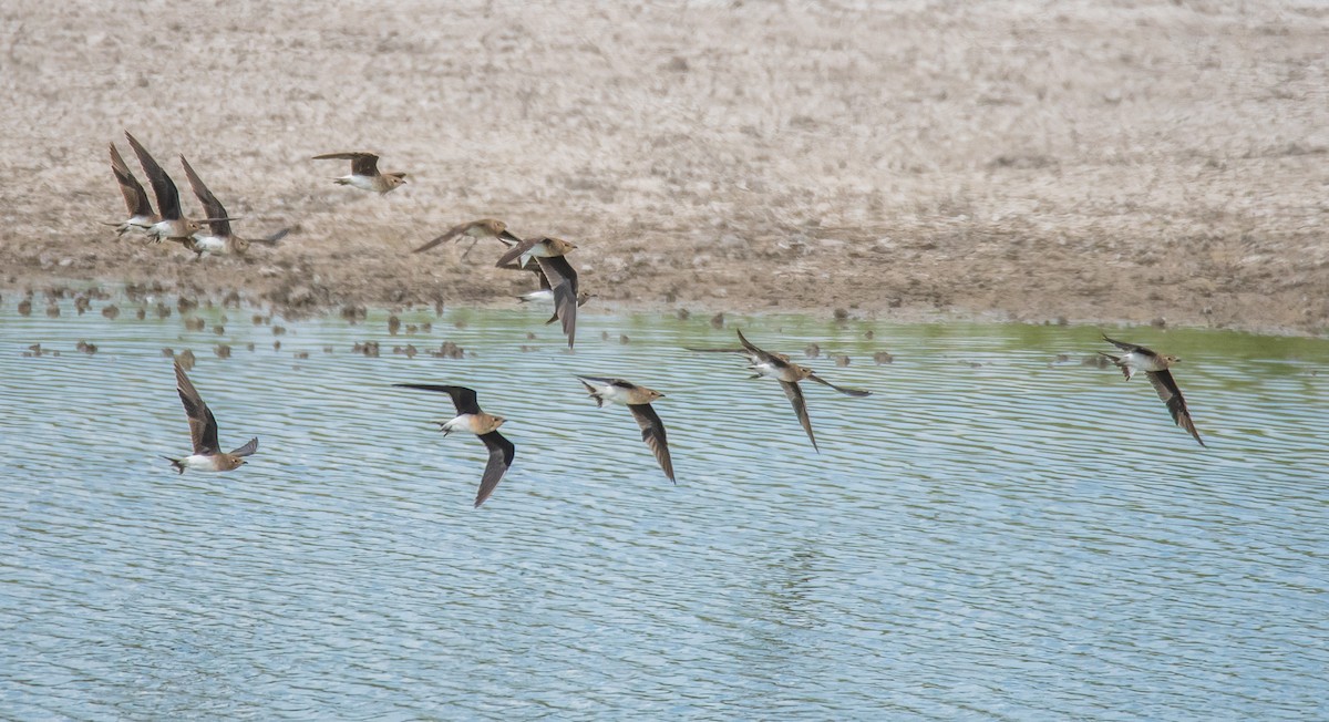 Black-winged Pratincole - ML624552805