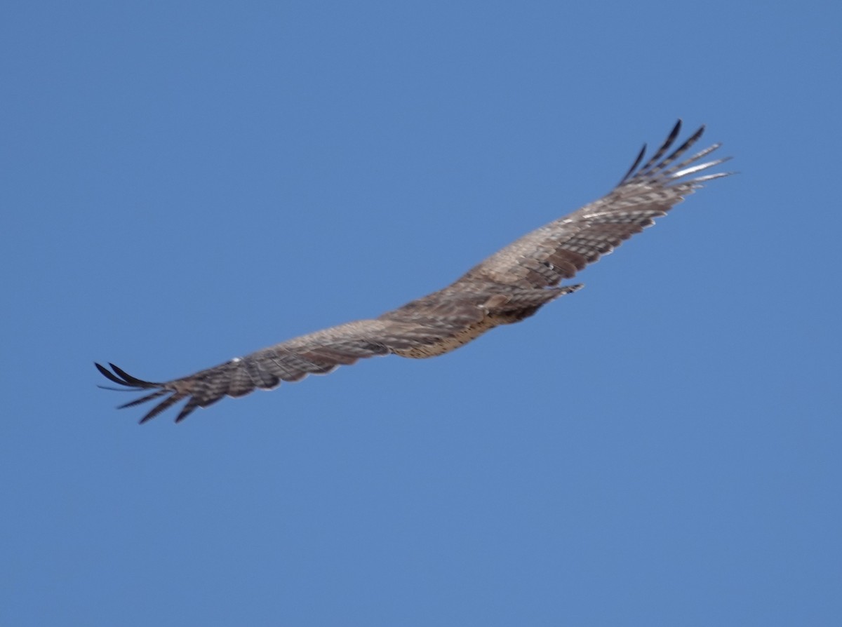 Martial Eagle - ML624552810