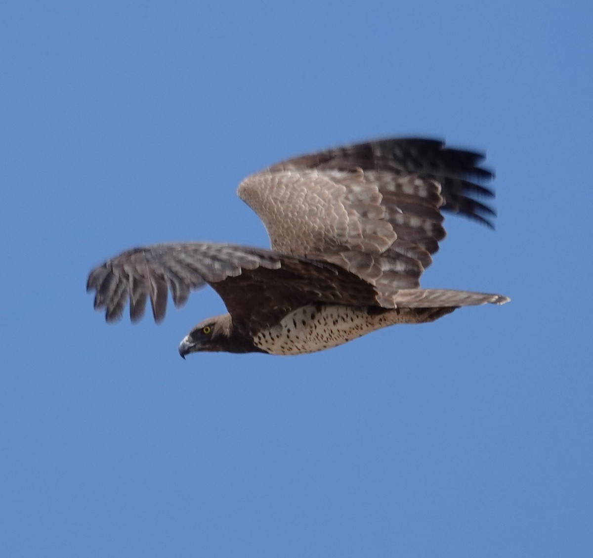 Martial Eagle - ML624552811