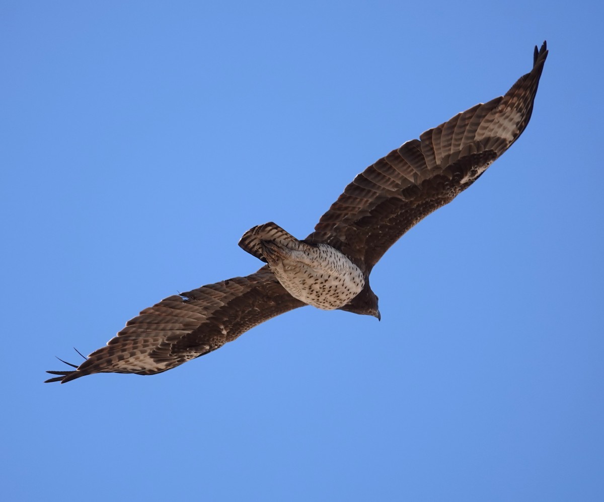 Martial Eagle - ML624552813