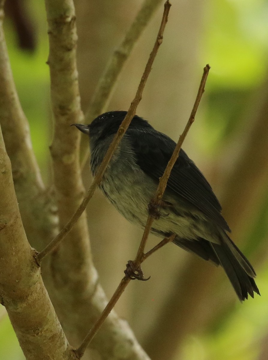 Slaty Flowerpiercer - ML624552814