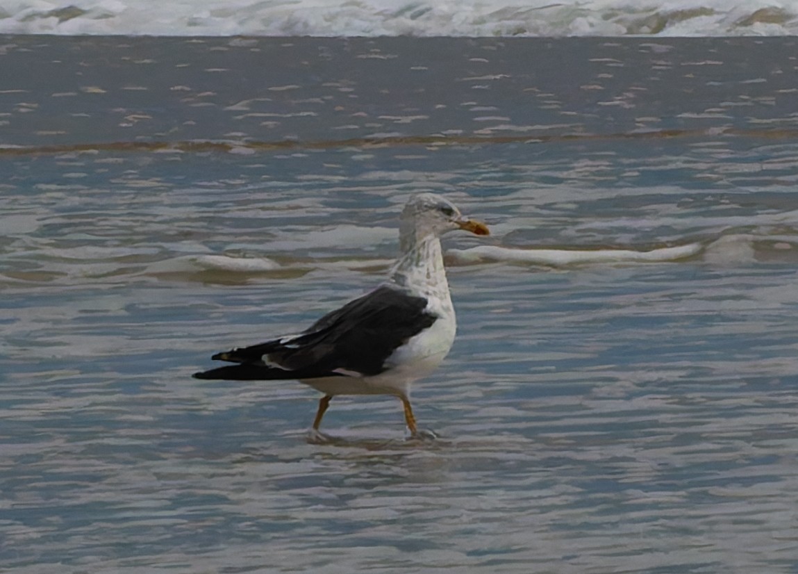 Lesser Black-backed Gull - ML624552815