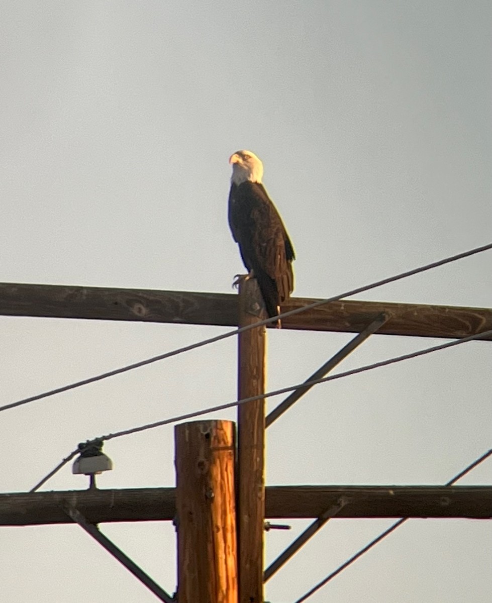 Bald Eagle - ML624552817