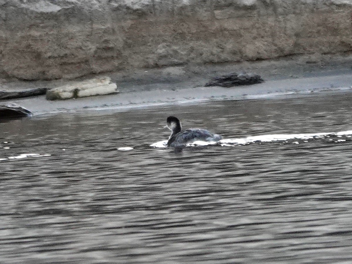 Eared Grebe - ML624552819