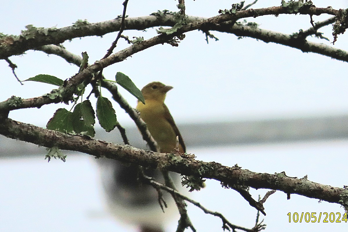 Summer Tanager - ML624552821