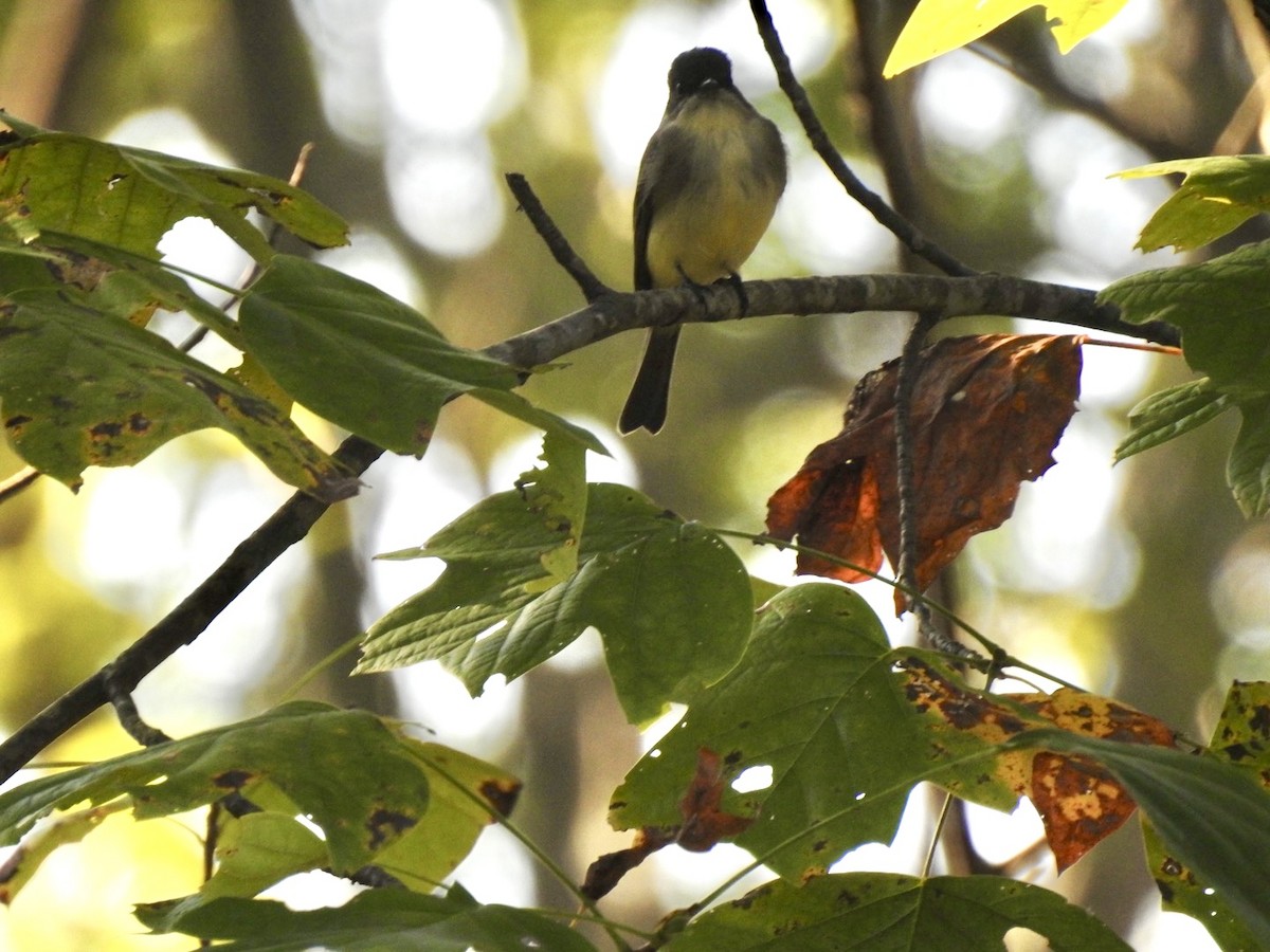 Eastern Phoebe - ML624552822