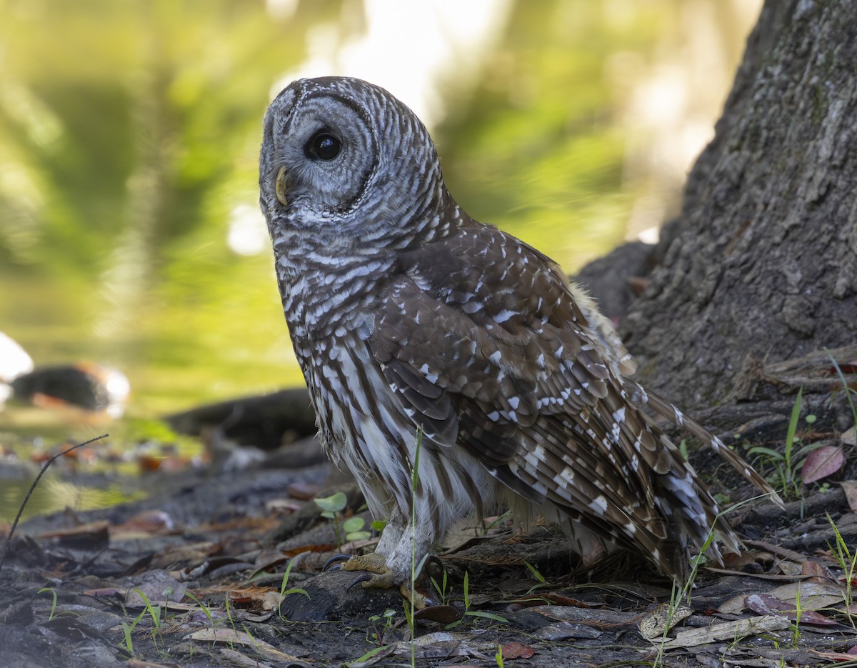 Barred Owl - ML624552823