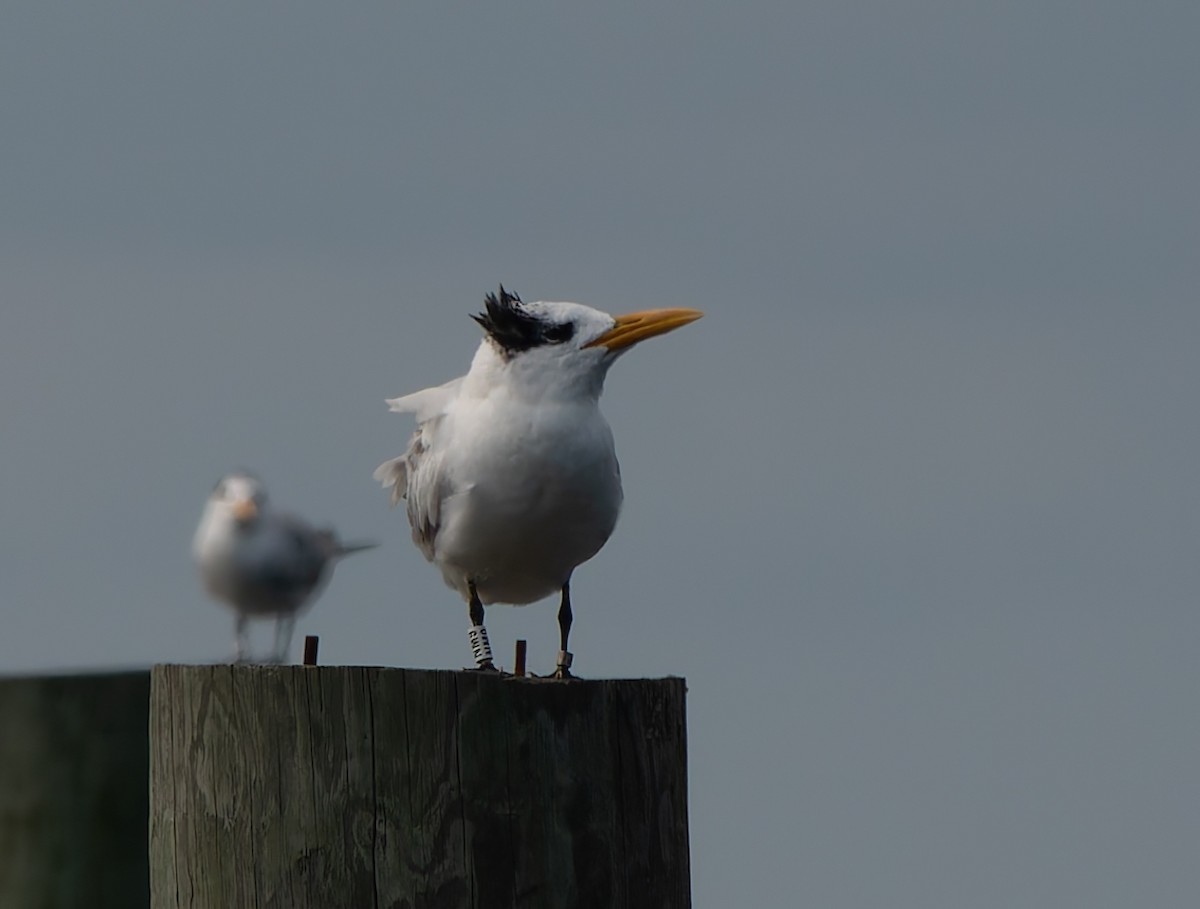 Royal Tern - Lynne Hertzog