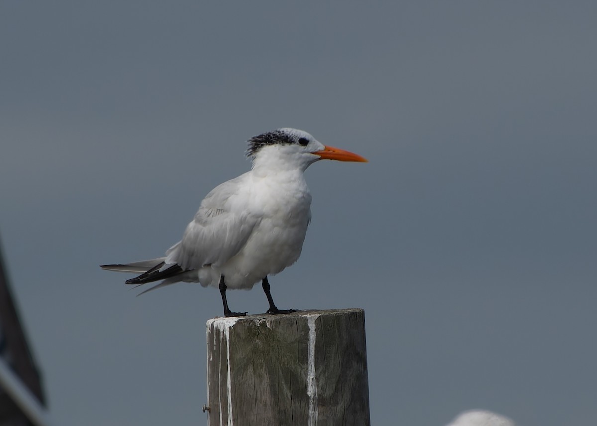 Royal Tern - Lynne Hertzog