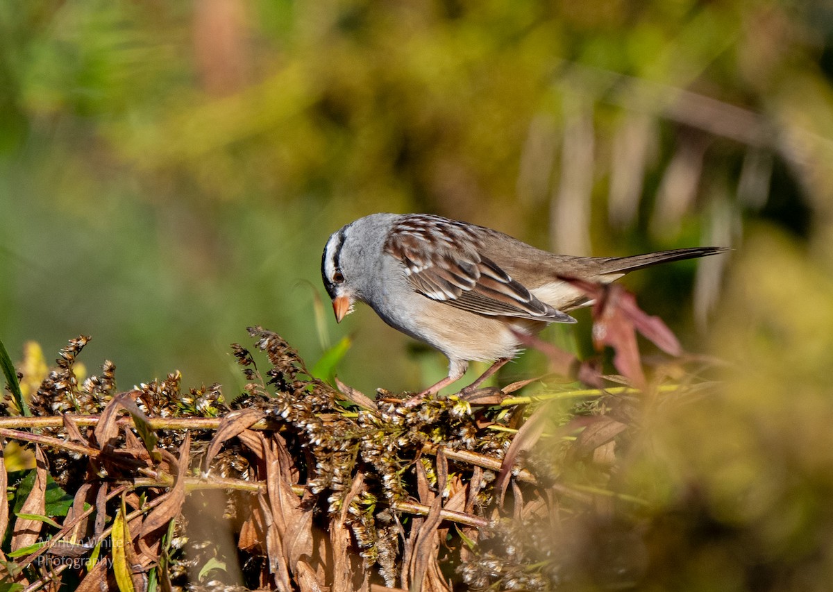 White-crowned Sparrow - ML624552826