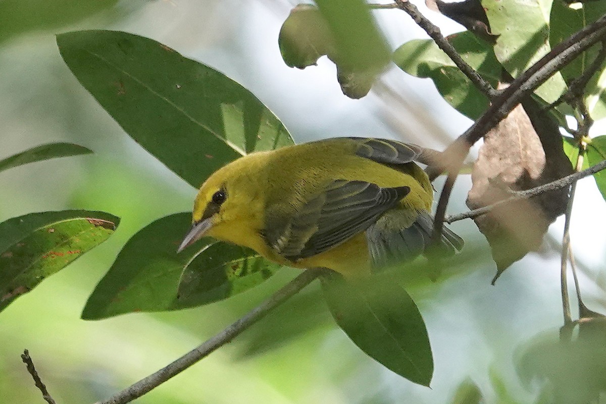 Blue-winged Warbler - ML624552828