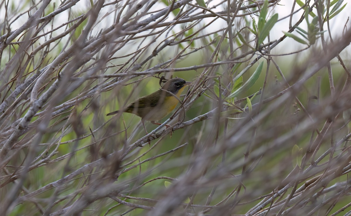 Common Yellowthroat - ML624552833