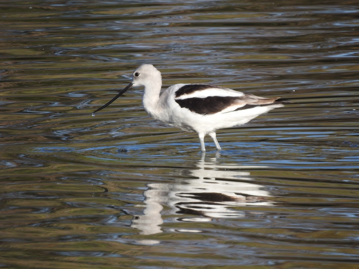 American Avocet - ML624552841