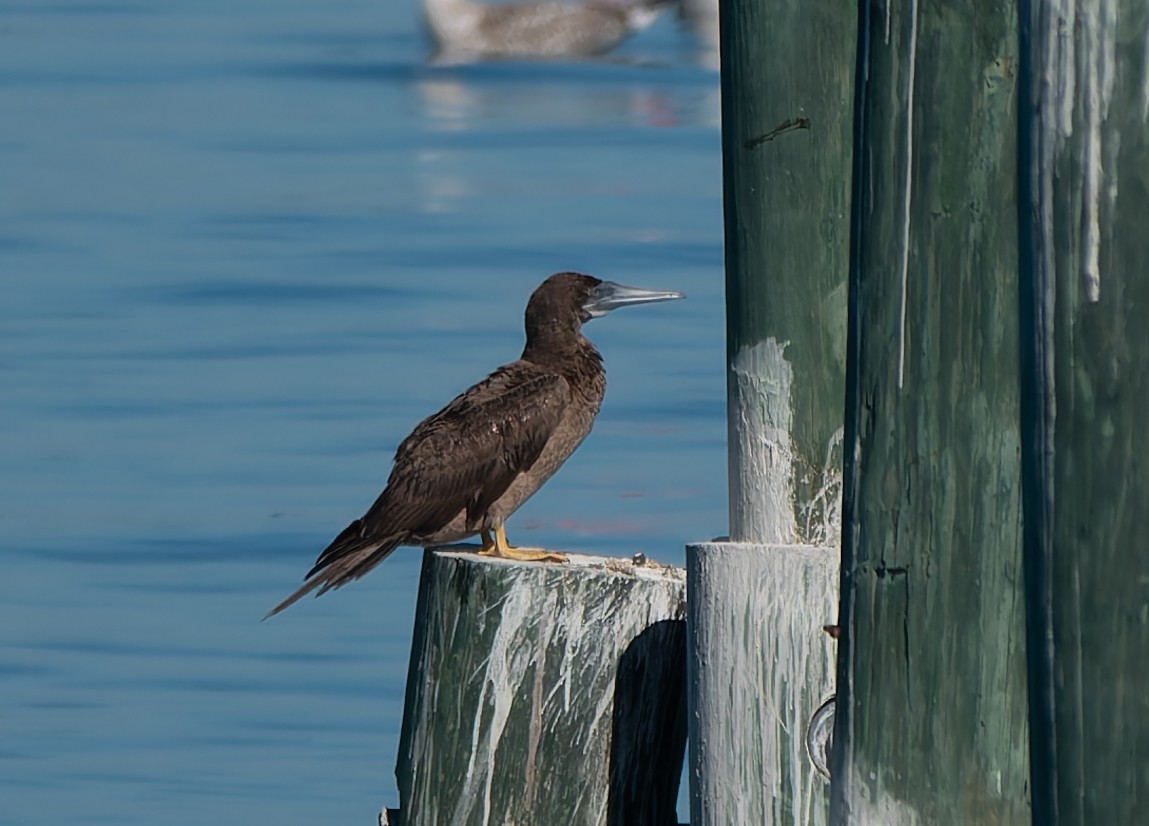 Brown Booby - ML624552853