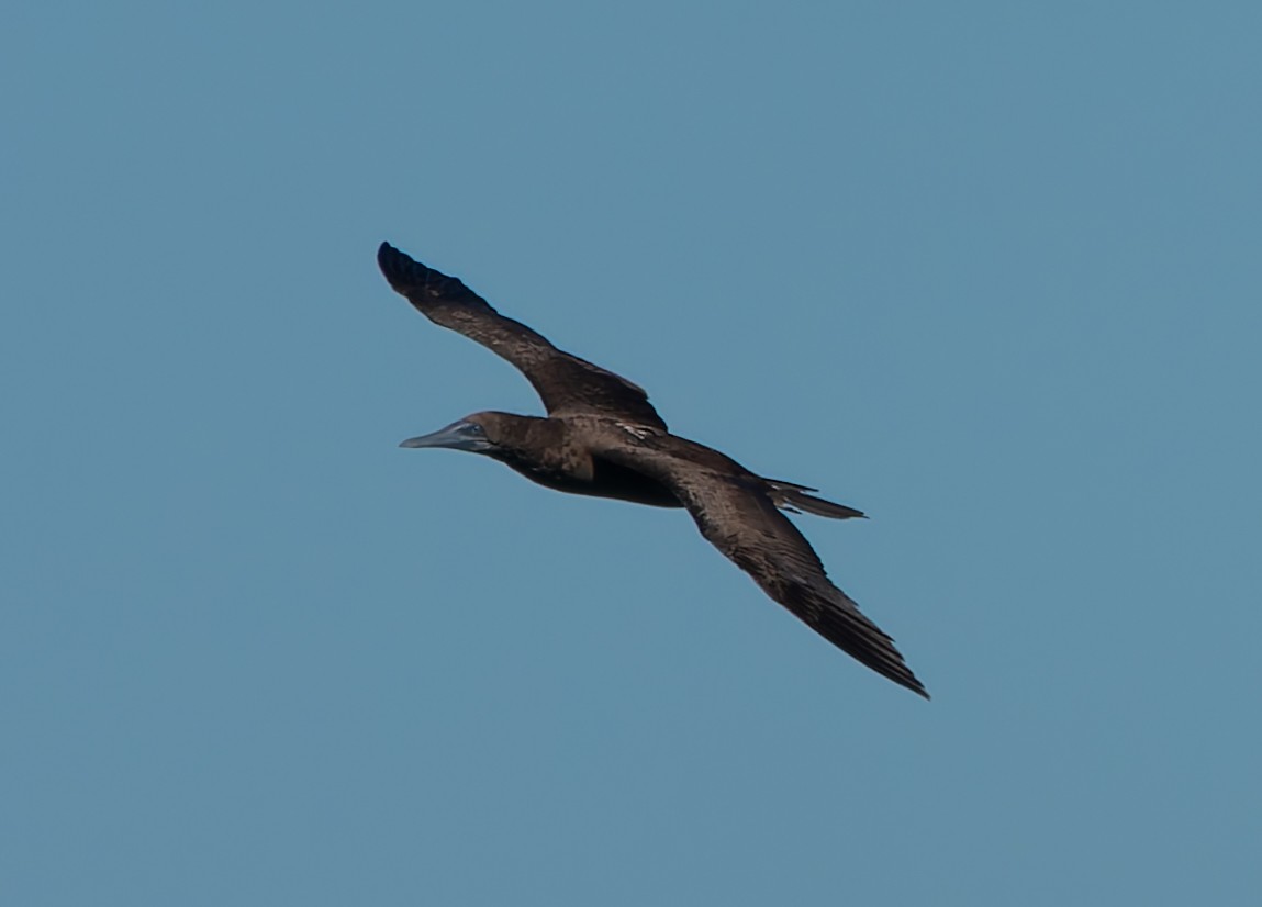 Brown Booby - ML624552854