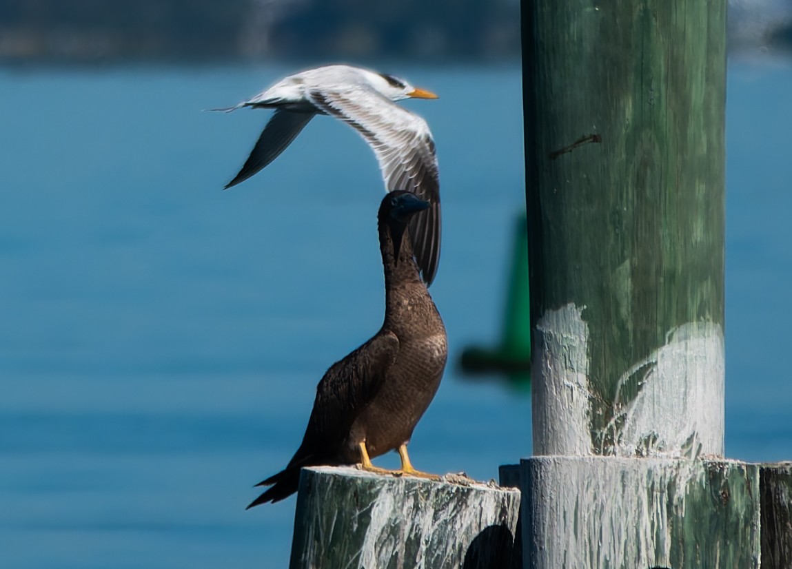 Brown Booby - ML624552855