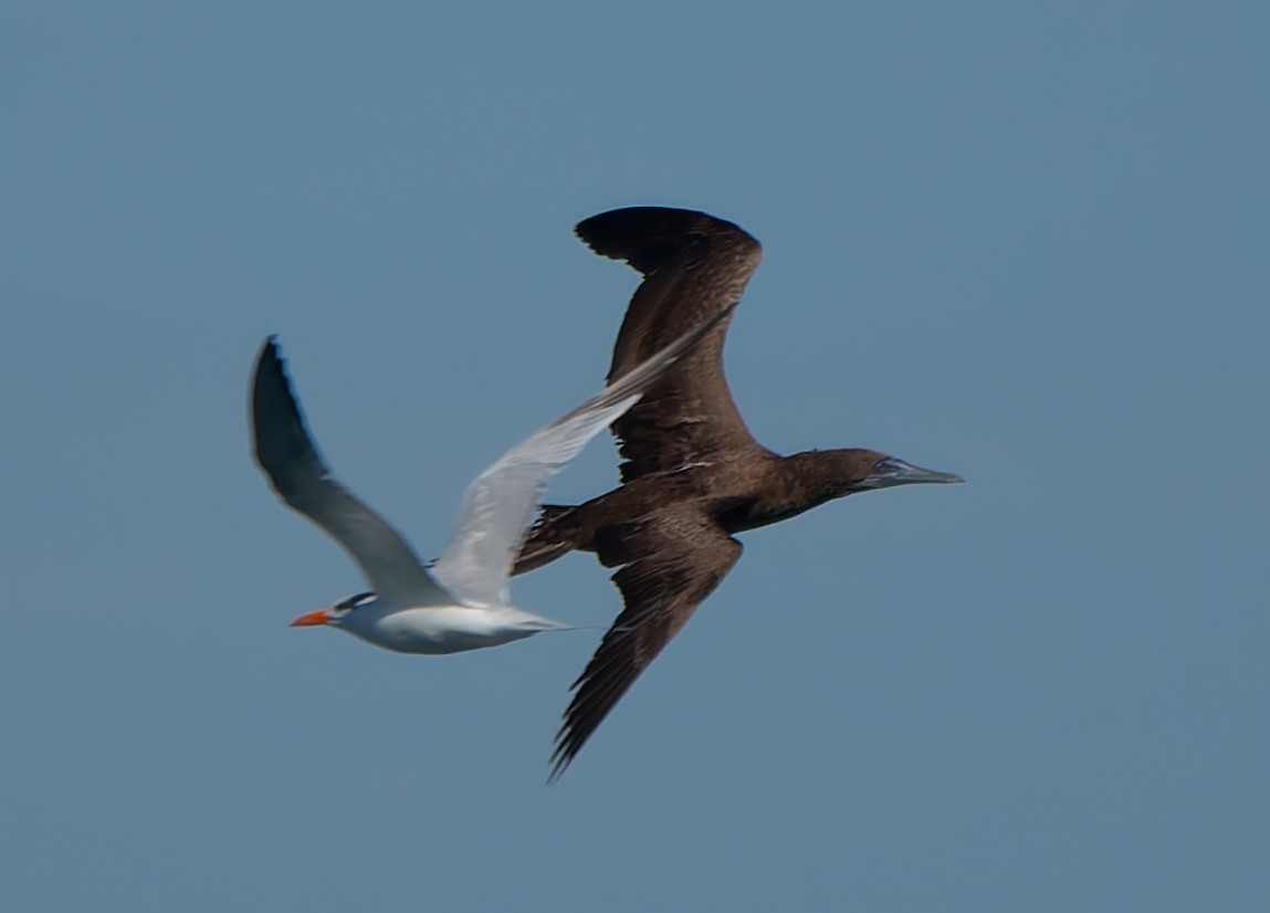 Brown Booby - ML624552856