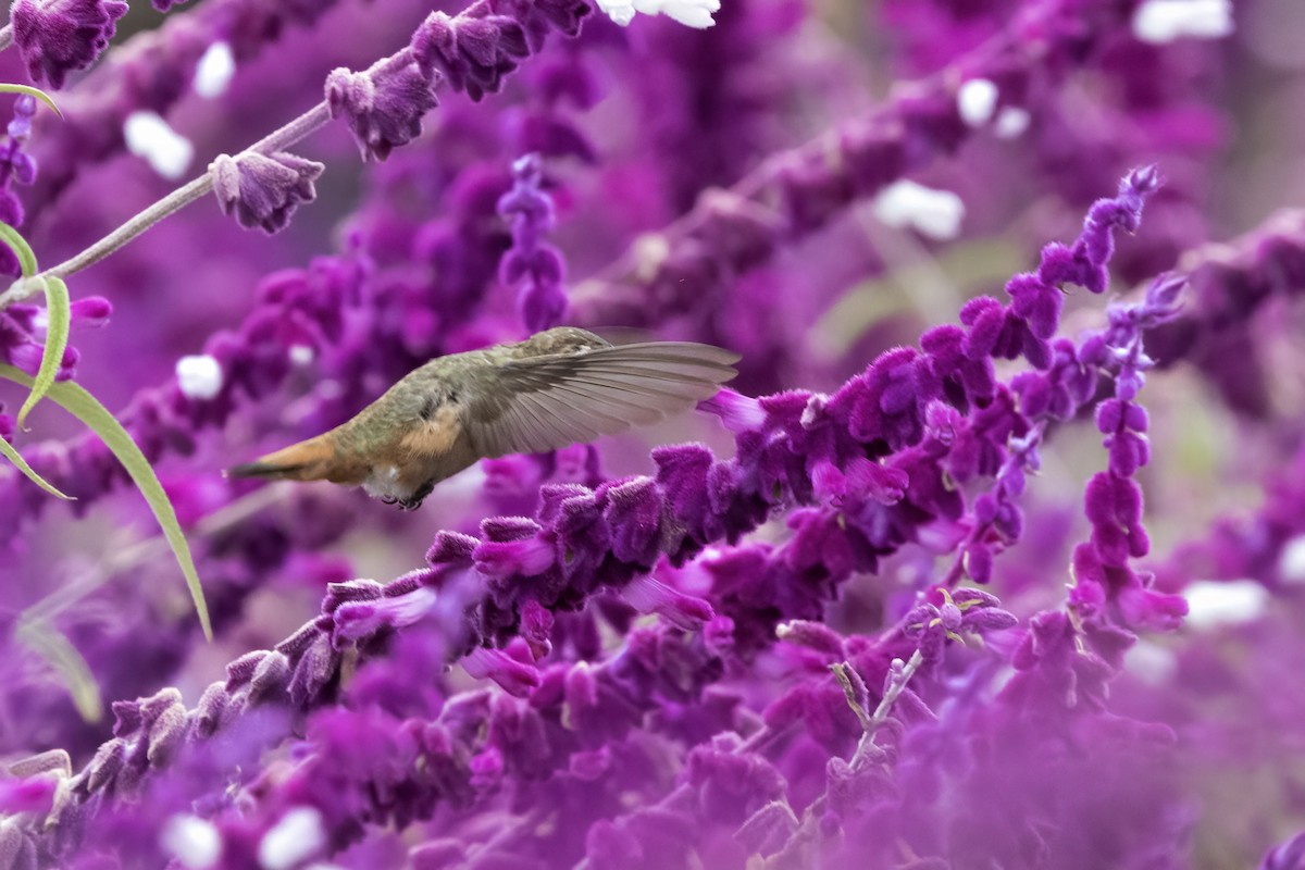 Rufous/Allen's Hummingbird - ML624552895