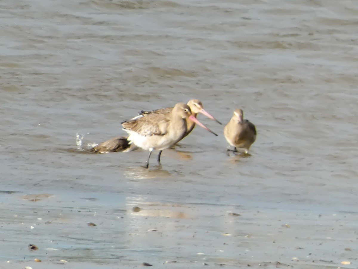 Black-tailed Godwit - ML624552897