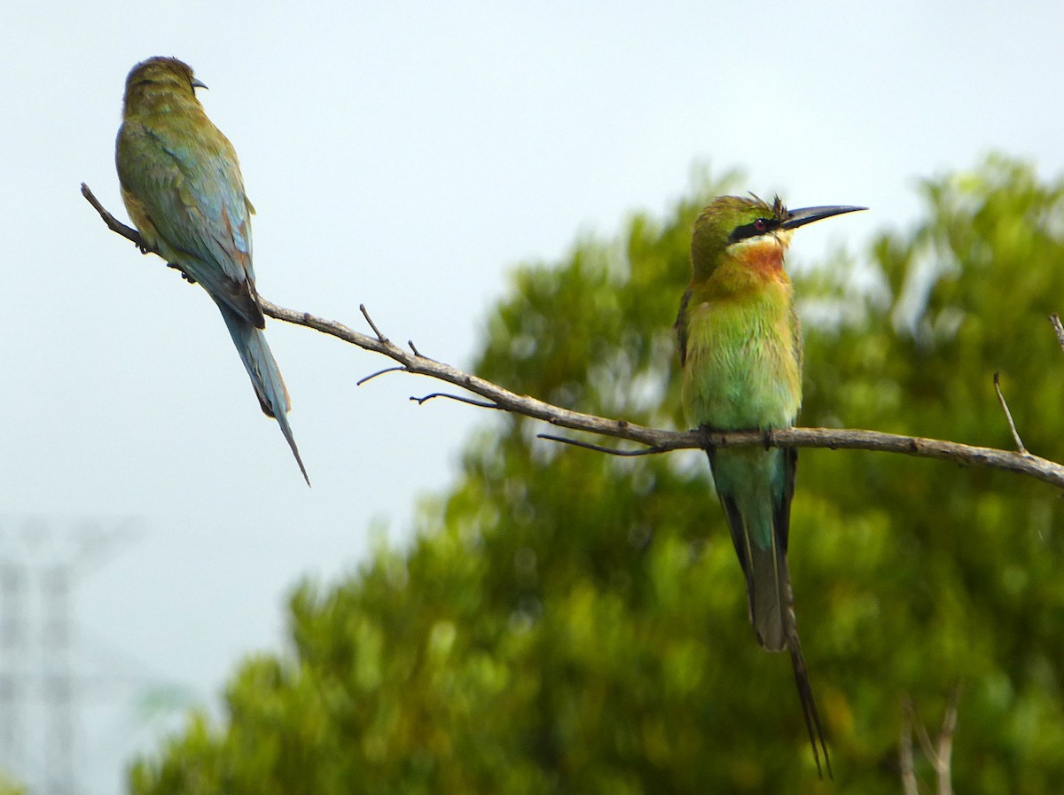 Blue-tailed Bee-eater - ML624552898