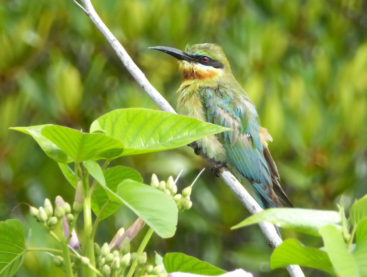 Blue-tailed Bee-eater - ML624552899