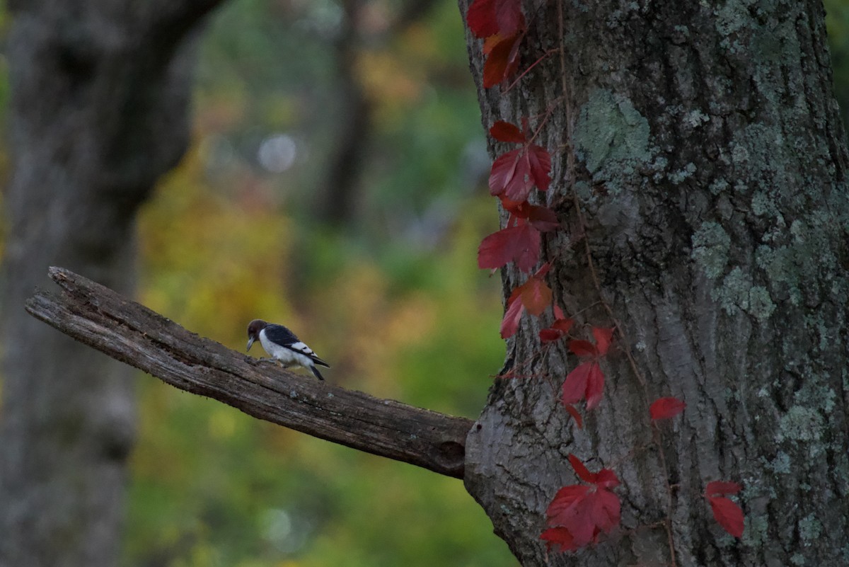 Red-headed Woodpecker - ML624552900