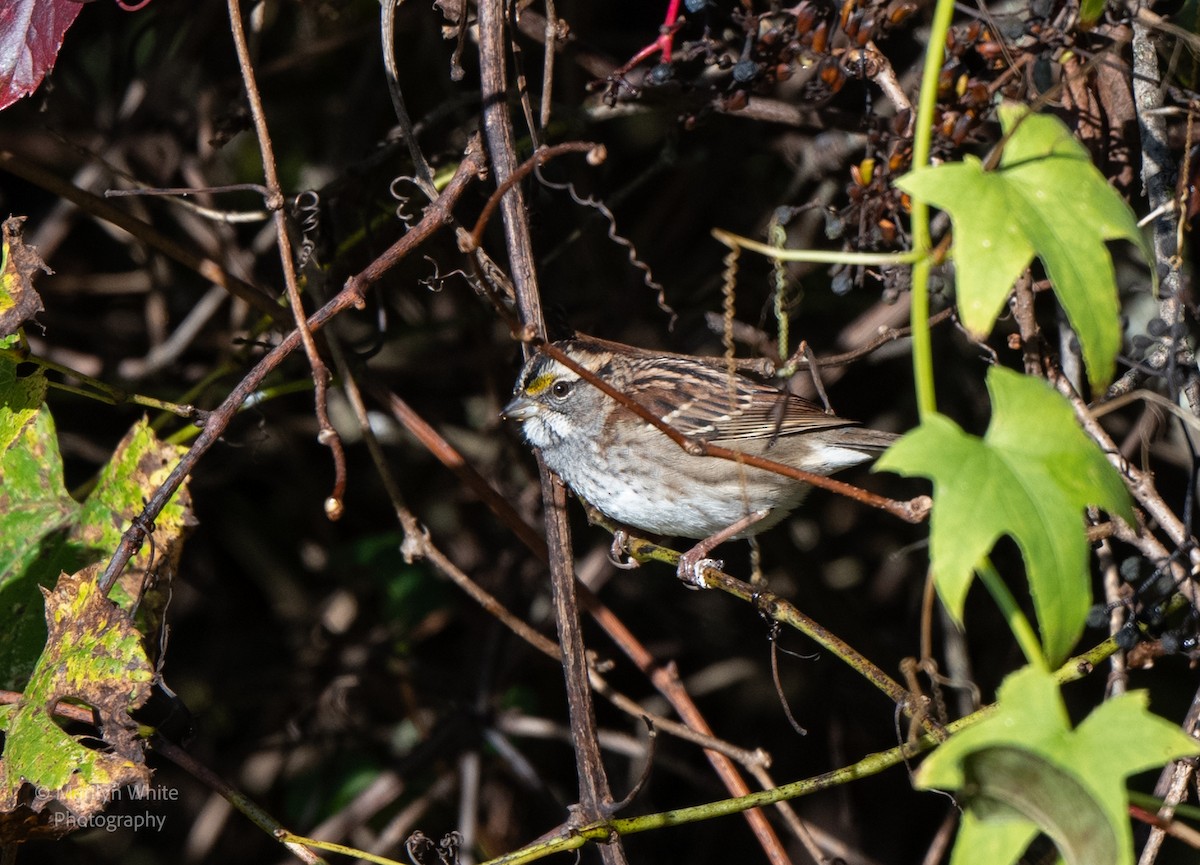 White-throated Sparrow - ML624552901