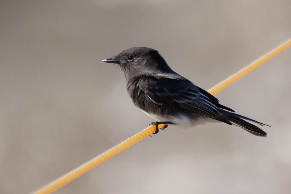 Black Phoebe - ML624552902