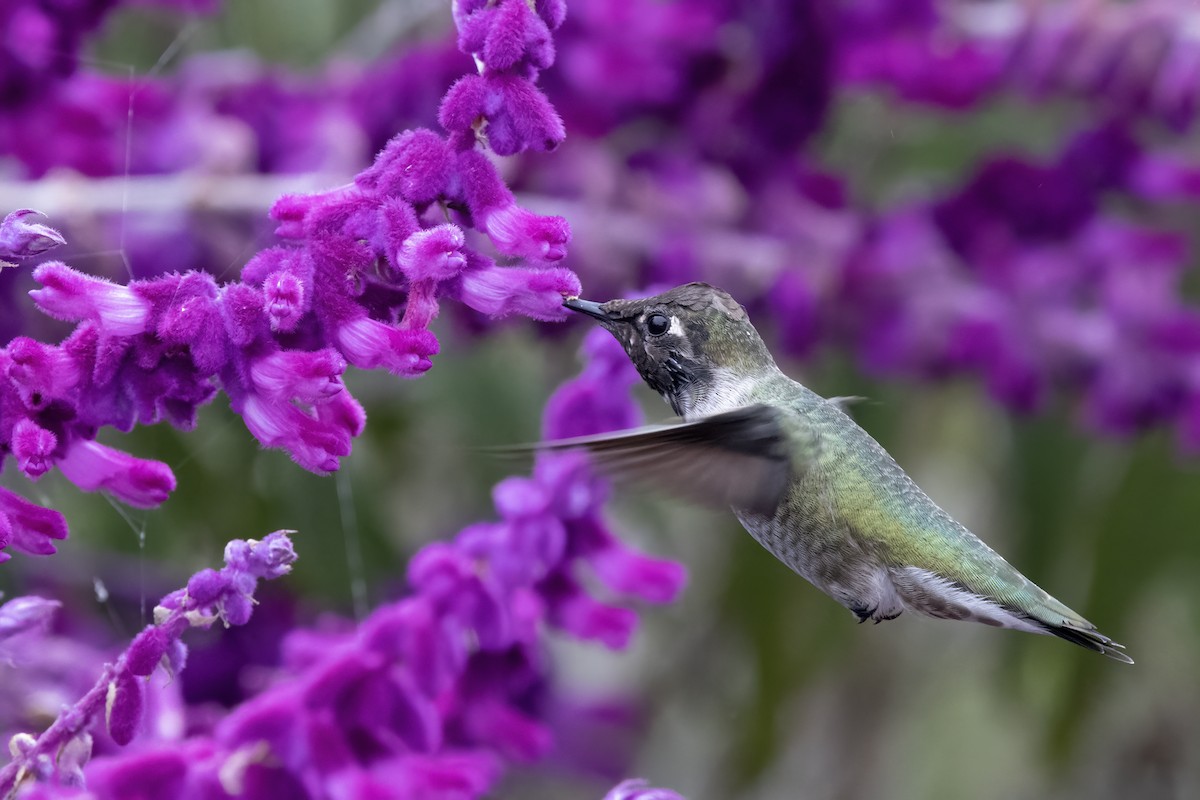 Anna's Hummingbird - ML624552907