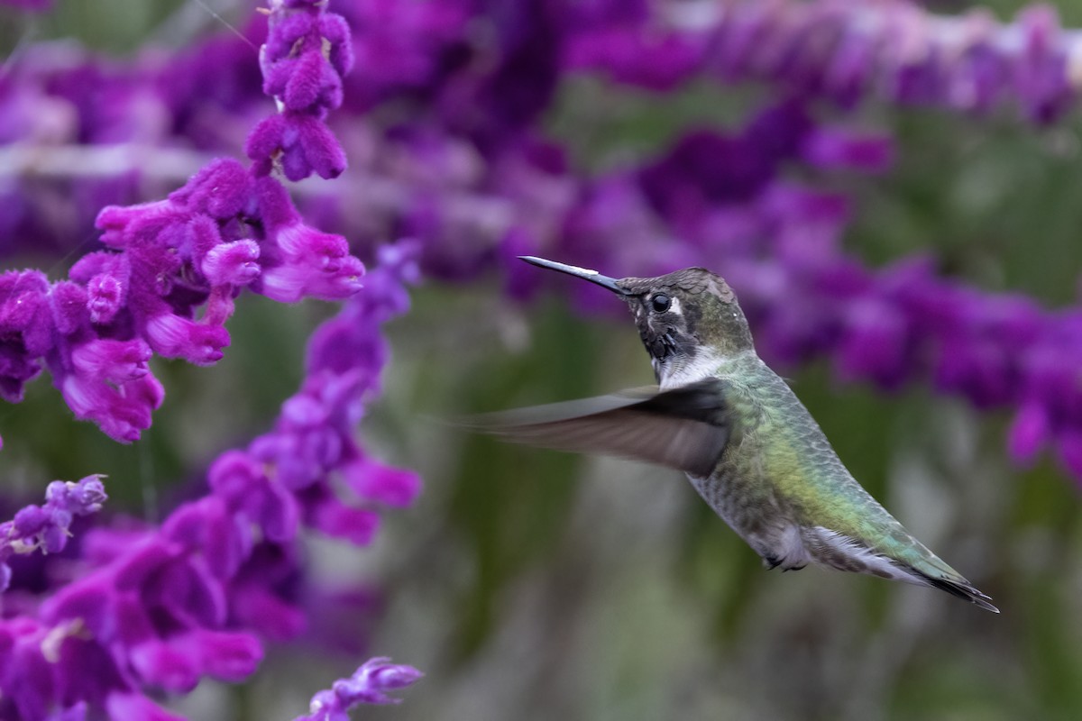 Anna's Hummingbird - ML624552908