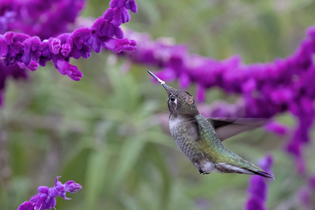 Anna's Hummingbird - ML624552909