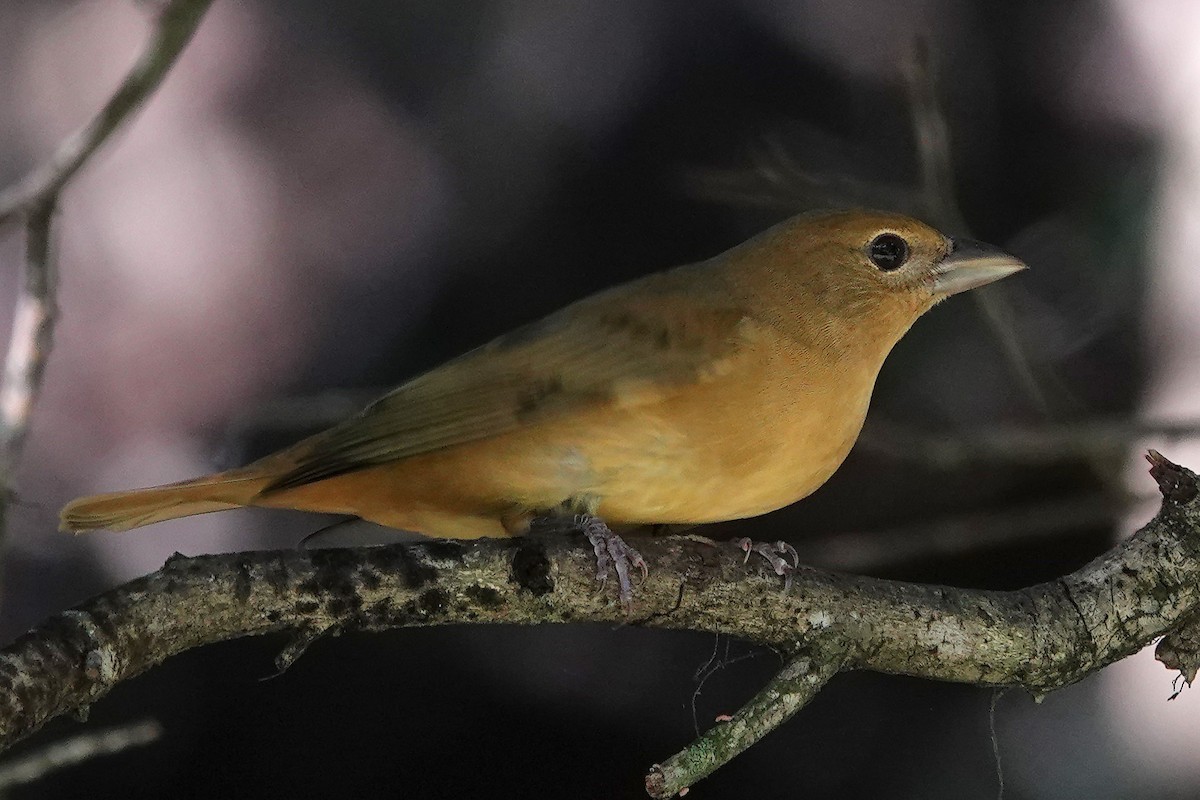 Summer Tanager - ML624552911