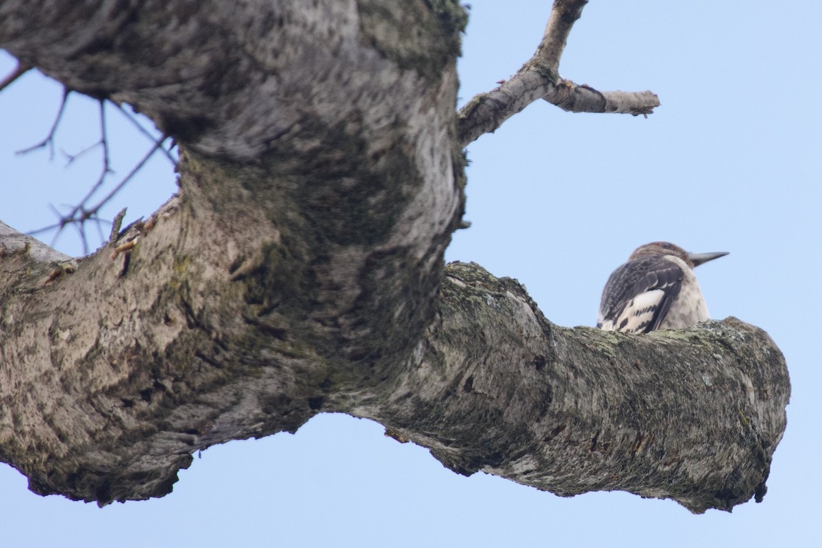 Red-headed Woodpecker - ML624552923