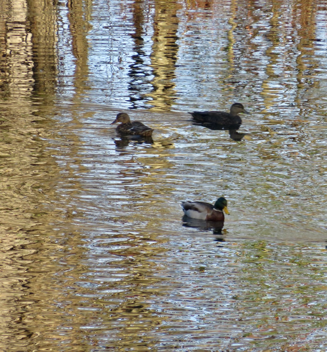 American Black Duck - scott baldinger