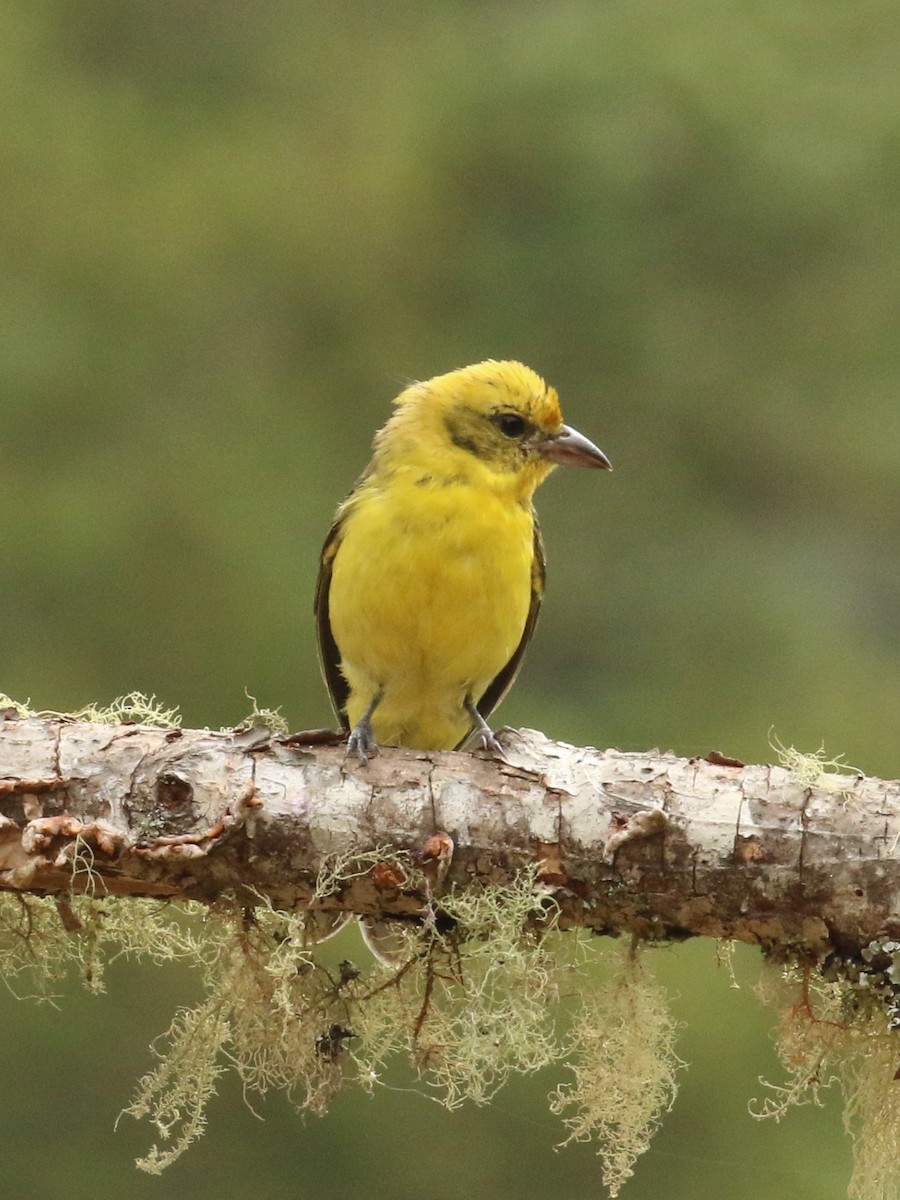 Flame-colored Tanager - ML624552942