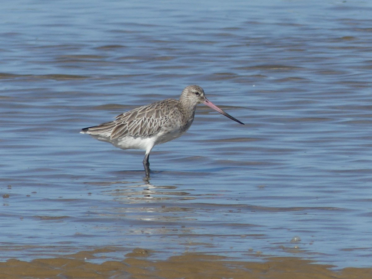 Bar-tailed Godwit - Juan Rodríguez Roa