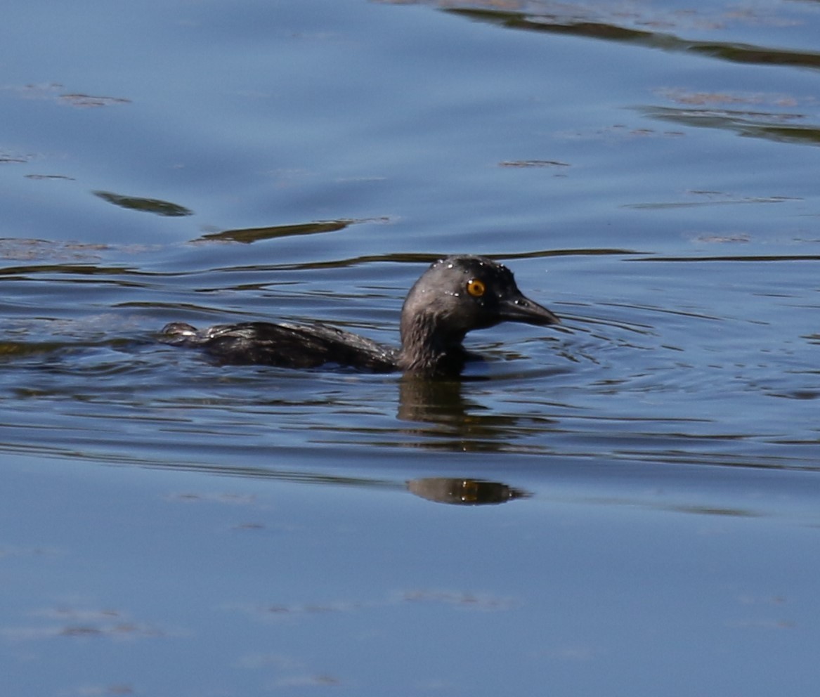 Least Grebe - ML624552945