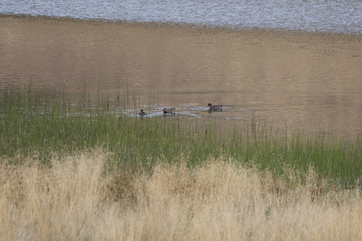 Eurasian Wigeon - ML624552946