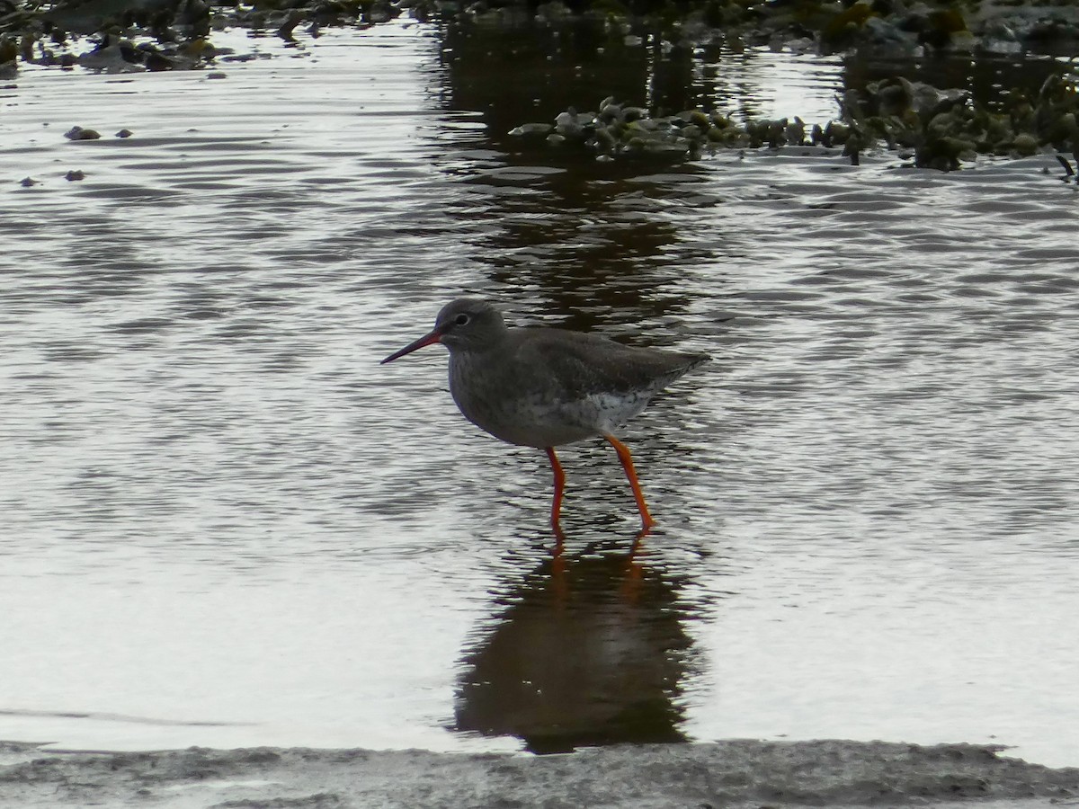 Common Redshank - ML624552947