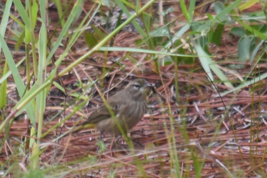 Palm Warbler - ML624552948