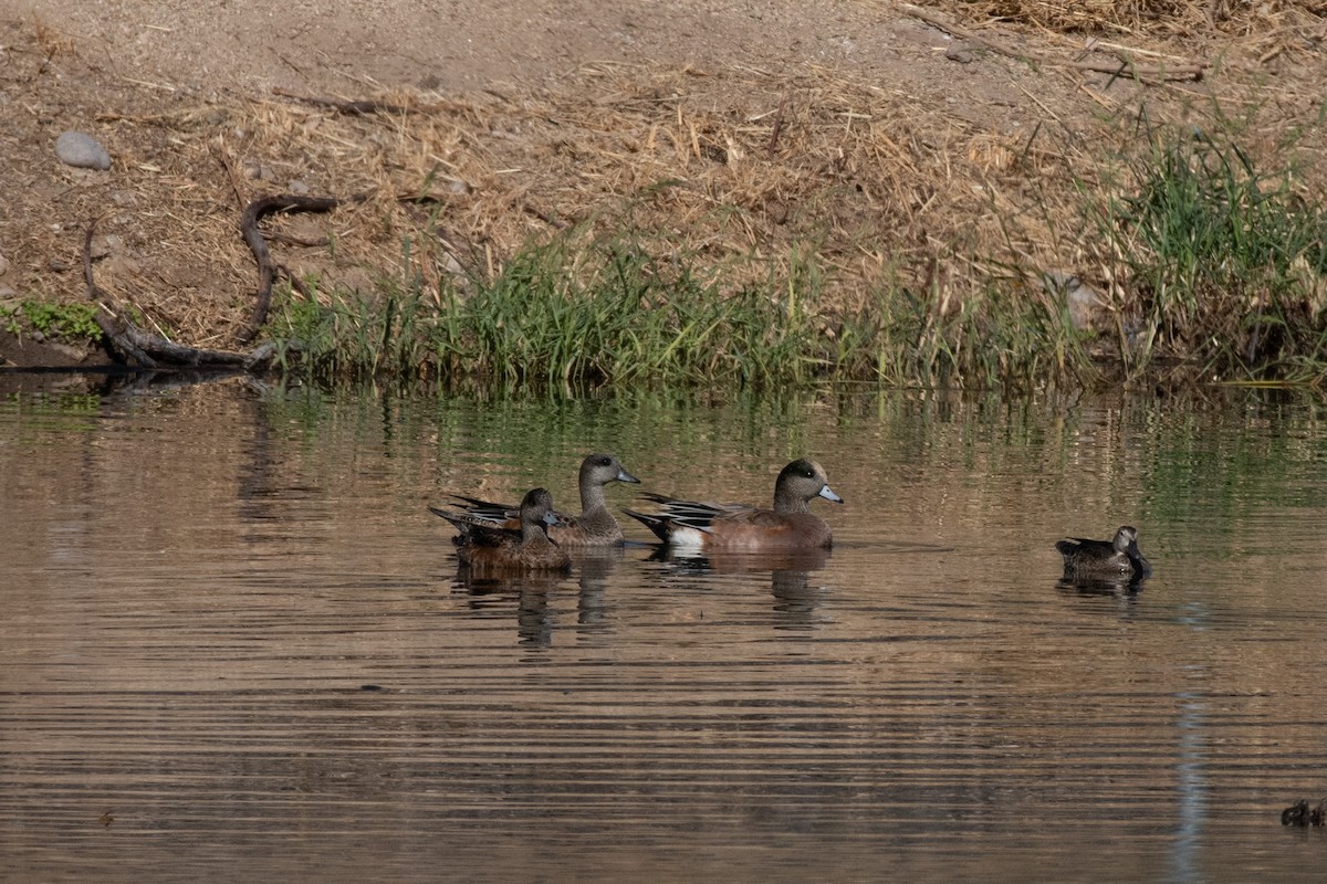 American Wigeon - ML624552952