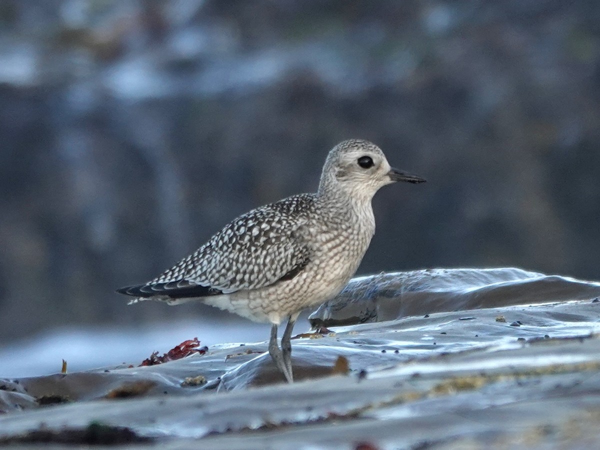 Black-bellied Plover - ML624552954