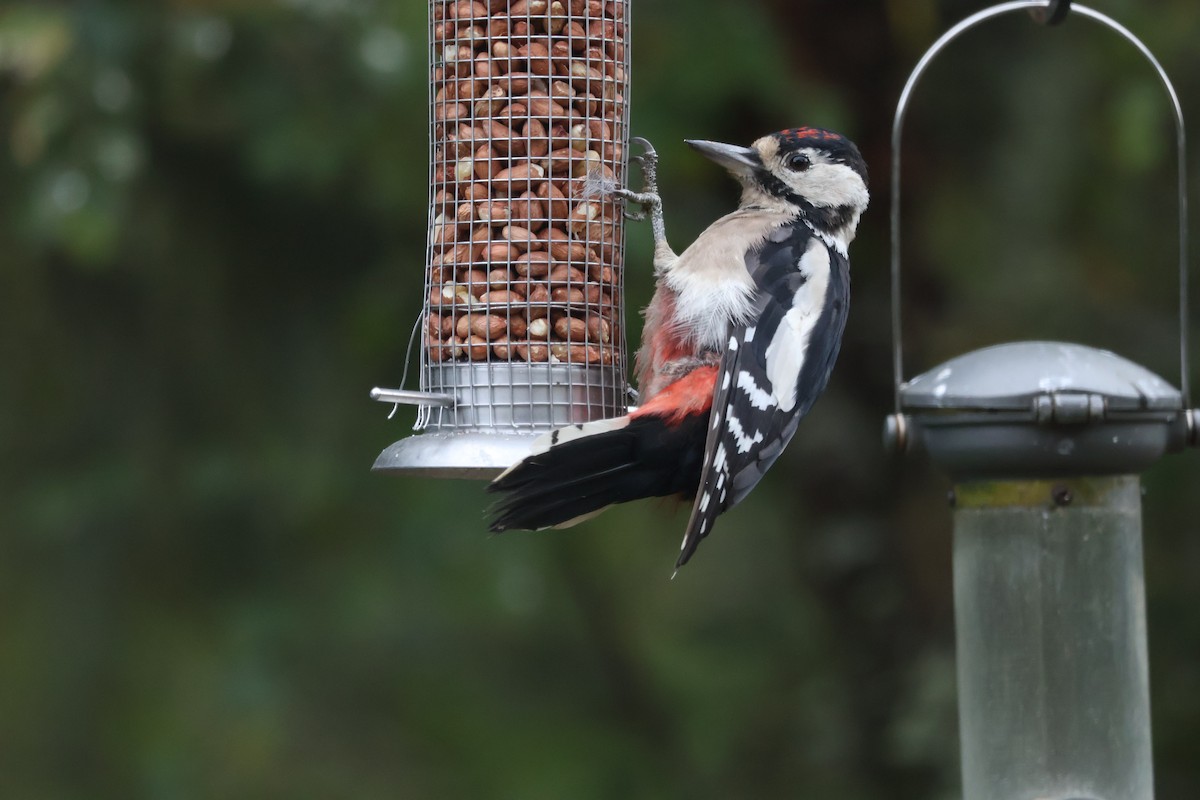 Great Spotted Woodpecker - ML624552955