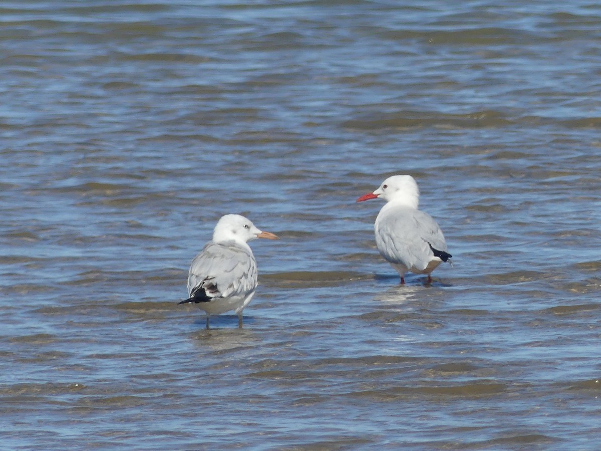 Slender-billed Gull - ML624552956