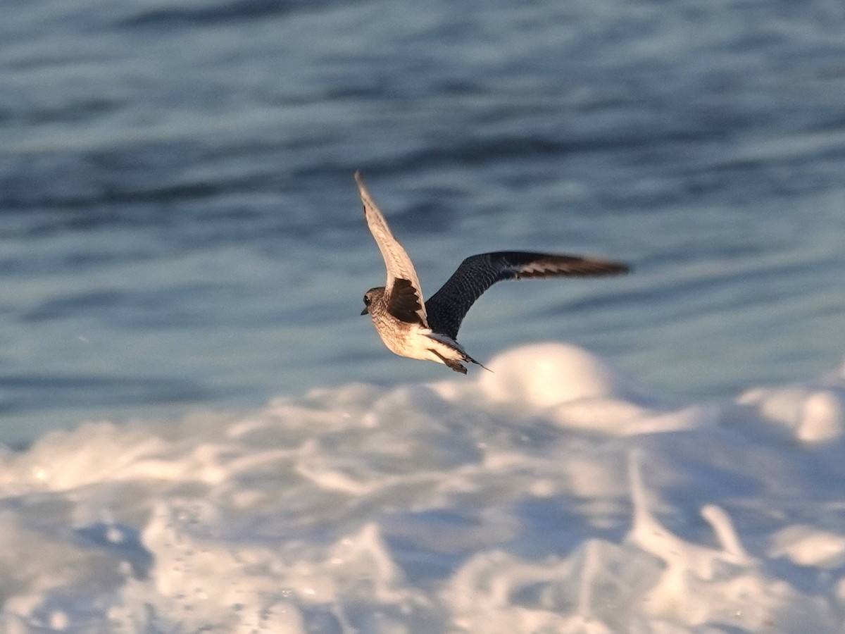 Black-bellied Plover - ML624552957