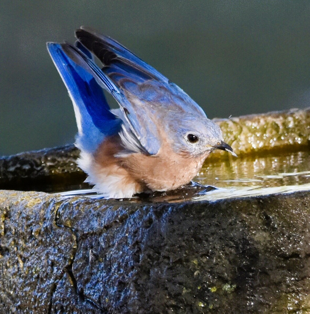 Eastern Bluebird - ML624552958